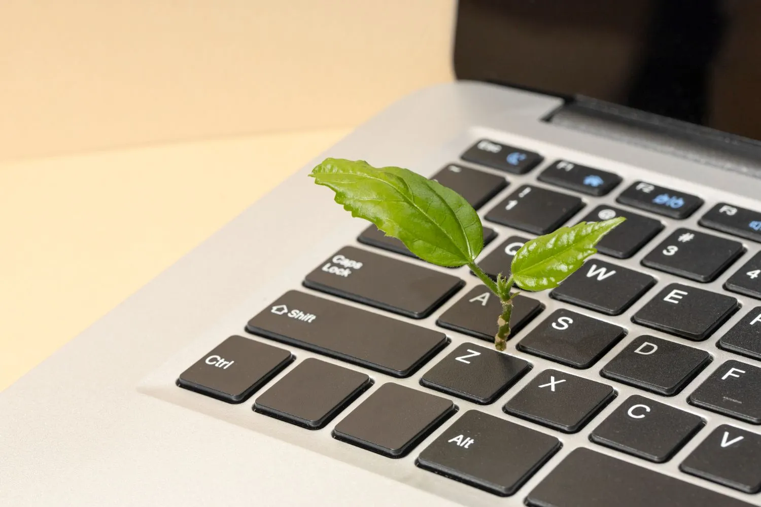 pflanze tastatur